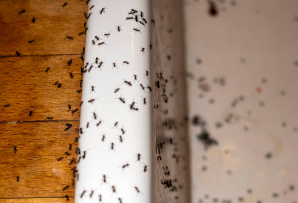 Best Commercial Pest Control Services  in West Palm Beach, FL